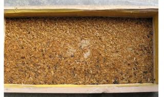 养殖500斤黄粉虫需要多大空间 黄粉虫养殖技术